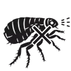 Flea Control Carnegie